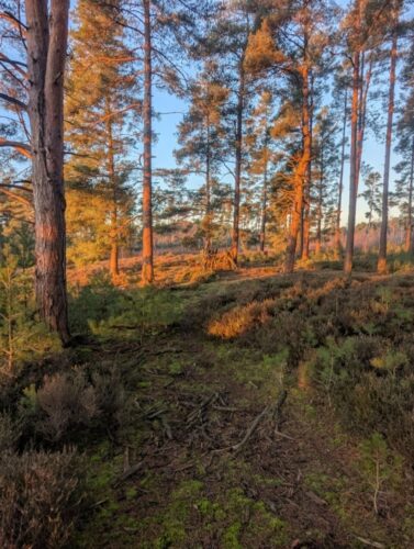 But Incredible Sunlight