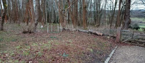 Saving a clump of snowdrops from the finishers
