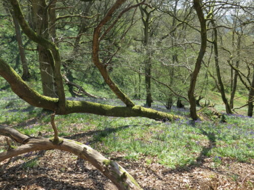 Bluebells at St Martha's