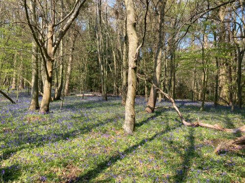 Chantry Wood Bluebells