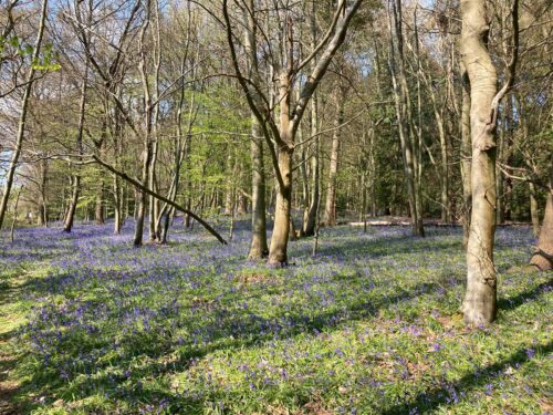 Bluebells at Chantry Wood